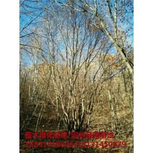 河北丛生五角枫苗木基地 河北丛生五角枫培育基地
