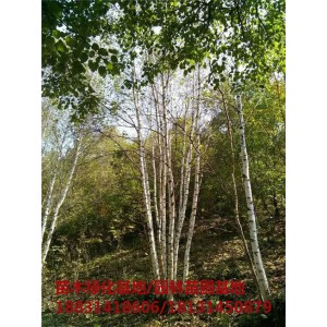 河北丛生白桦培育基地 河北丛生白桦苗木基地