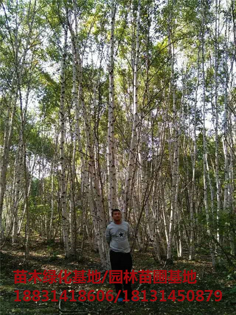 承德丛生白桦培育基地 承德丛生白桦苗木基地