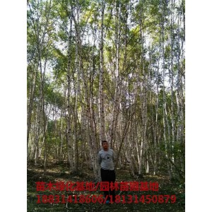 承德丛生白桦培育基地 承德丛生白桦苗木基地