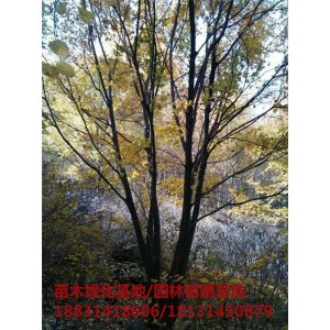 承德丛生五角枫培育基地 承德丛生五角枫苗木基地