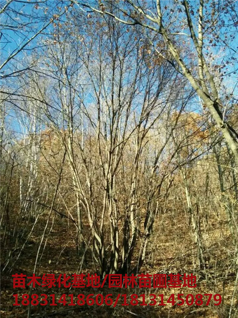 承德丛生五角枫苗木基地 承德丛生五角枫培育基地