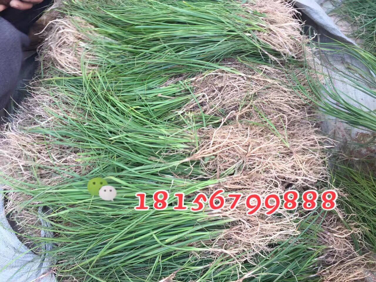 安徽知母苗多少钱 安徽种植知母种子植园