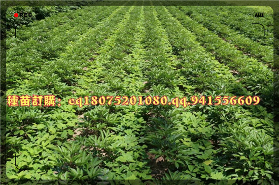 白芍套种什么比较好