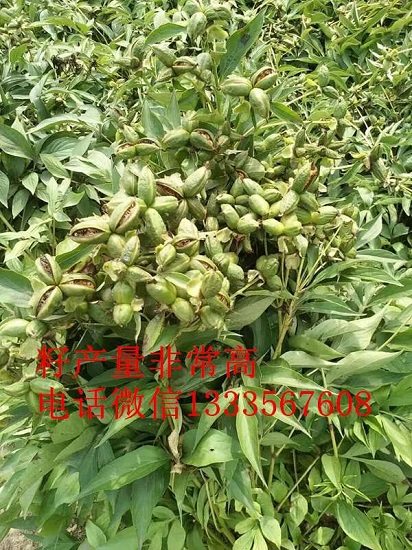 河南赤芍种子种苗基地 河南赤芍种子种苗基地