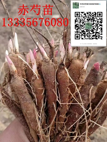 河南赤芍种子育苗基地 河南赤芍种子育苗基地