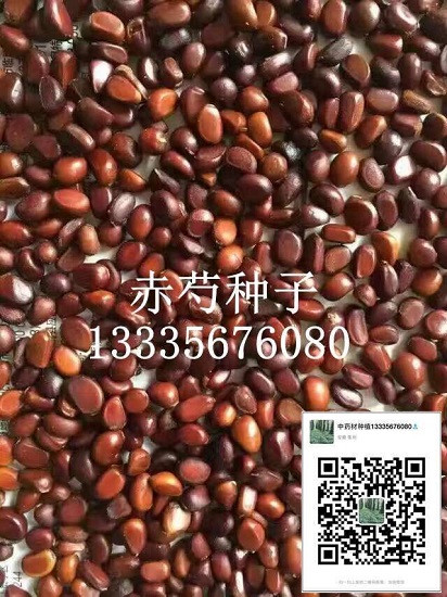 安徽赤芍种子种苗基地 安徽赤芍种子种苗基地