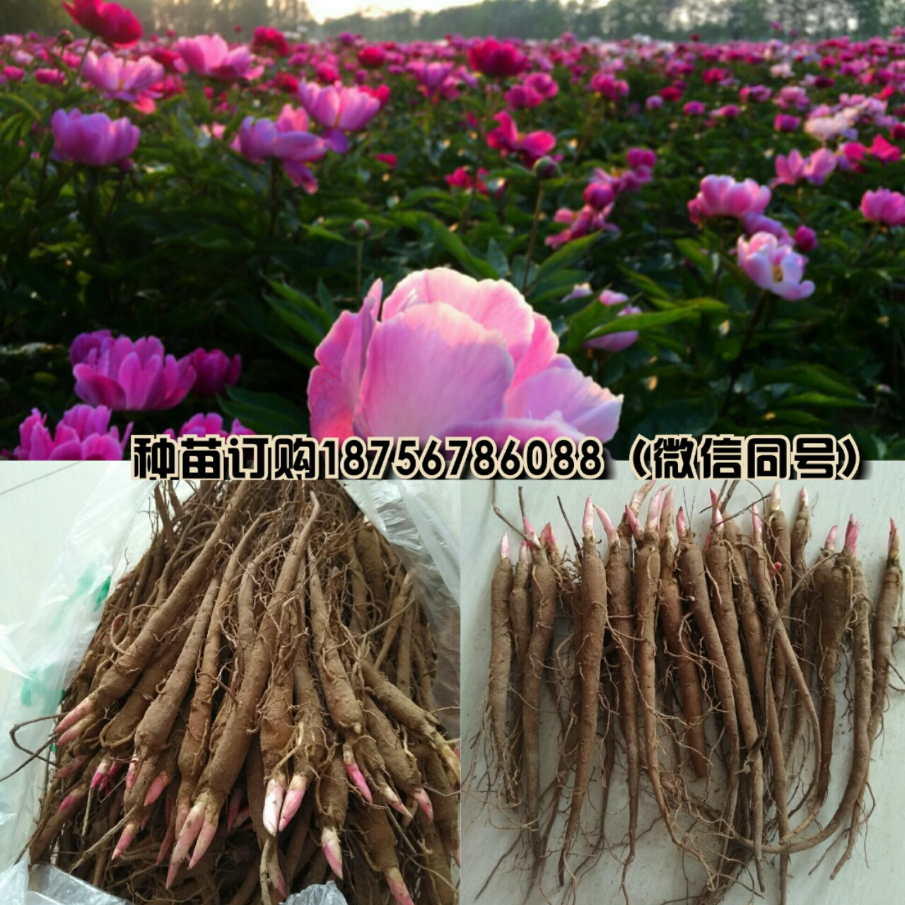 白芍芽头,赤芍苗