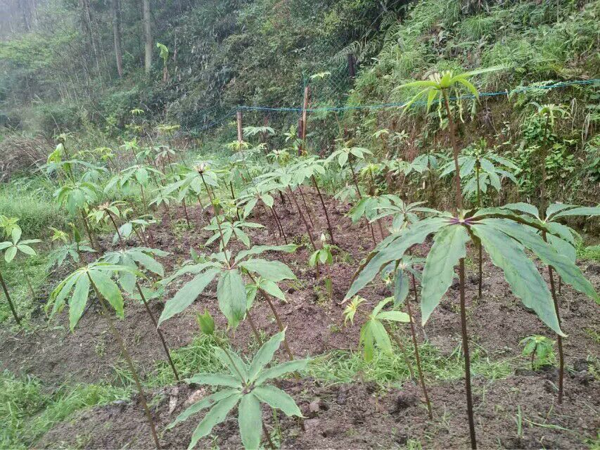 正宗重楼苗培育基地