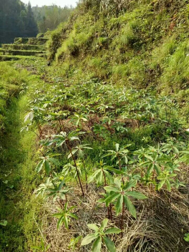 重楼苗培育基地