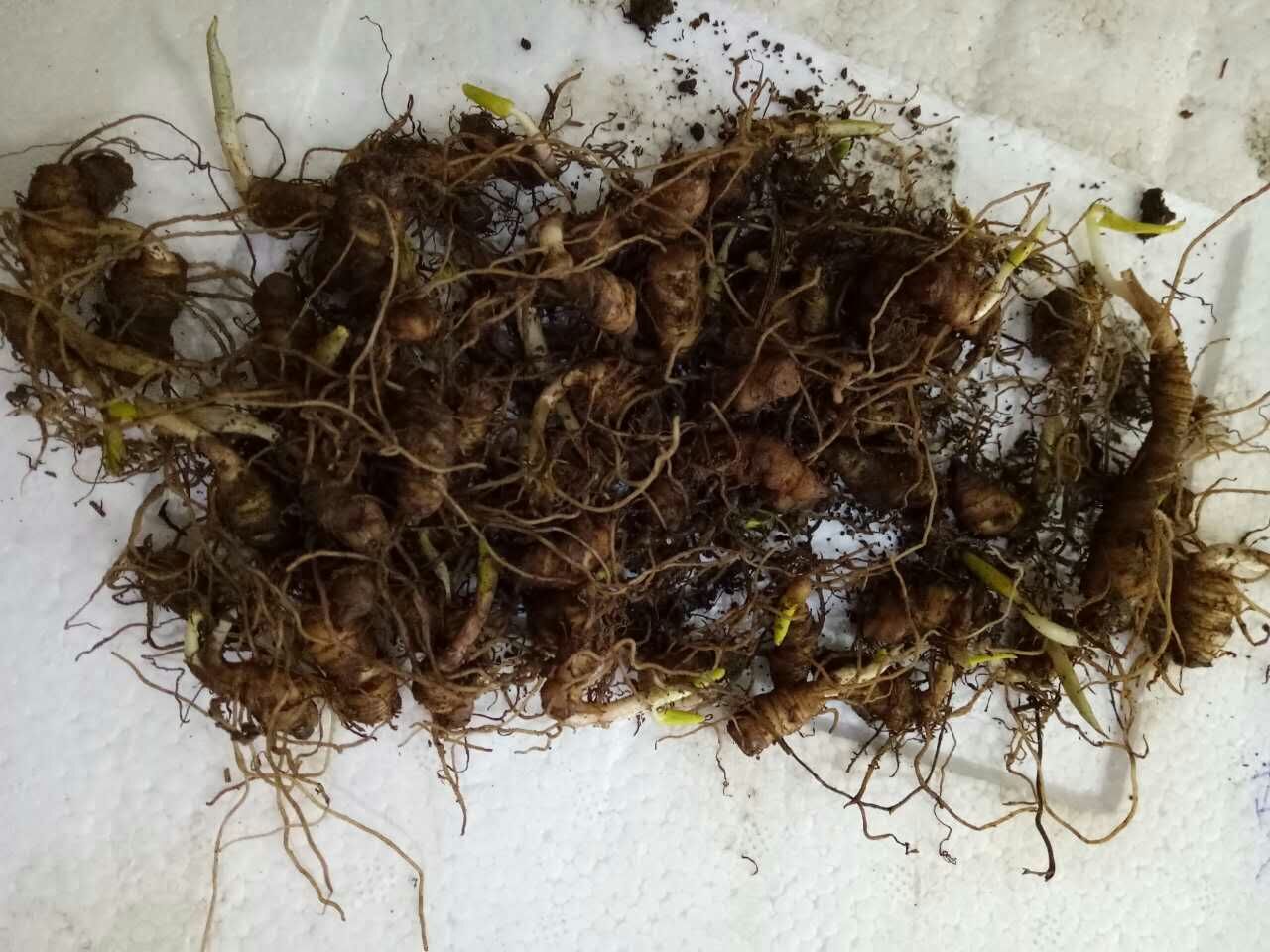 重楼苗种植基地