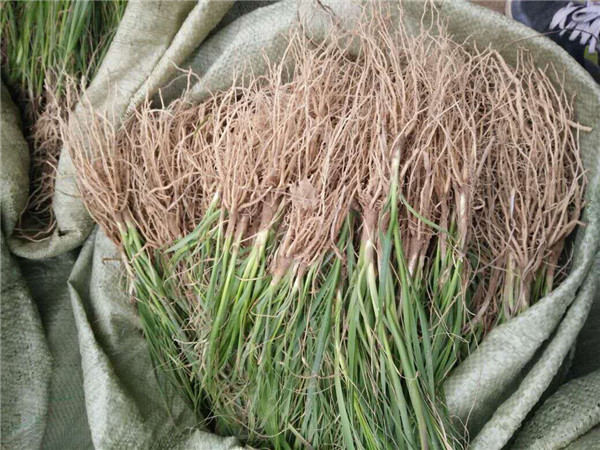知母苗种植基地