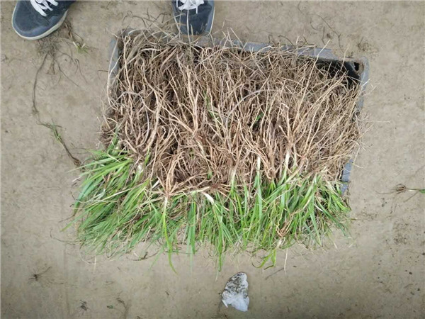 知母苗种植