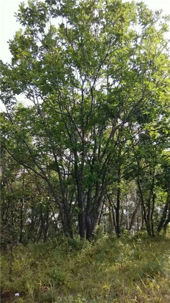 丛生蒙古栎苗木基地