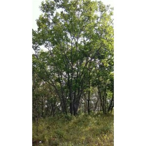 丛生蒙古栎苗木基地