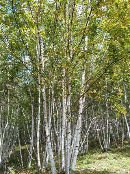 丛生白桦培育基地