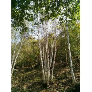丛生白桦苗木基地