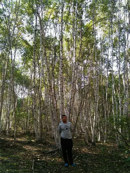 丛生白桦苗木种植