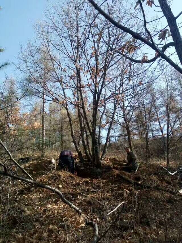 丛生蒙古栎苗木绿化