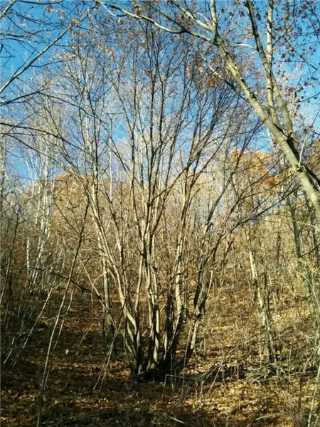 丛生五角枫培育基地