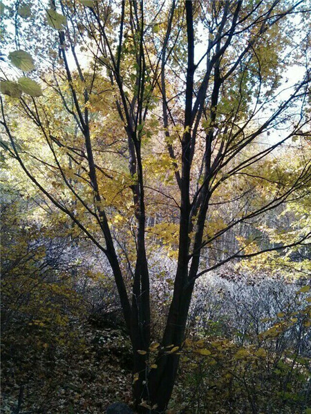 丛生五角枫种植基地