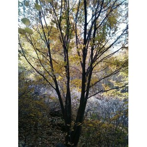 丛生五角枫种植基地