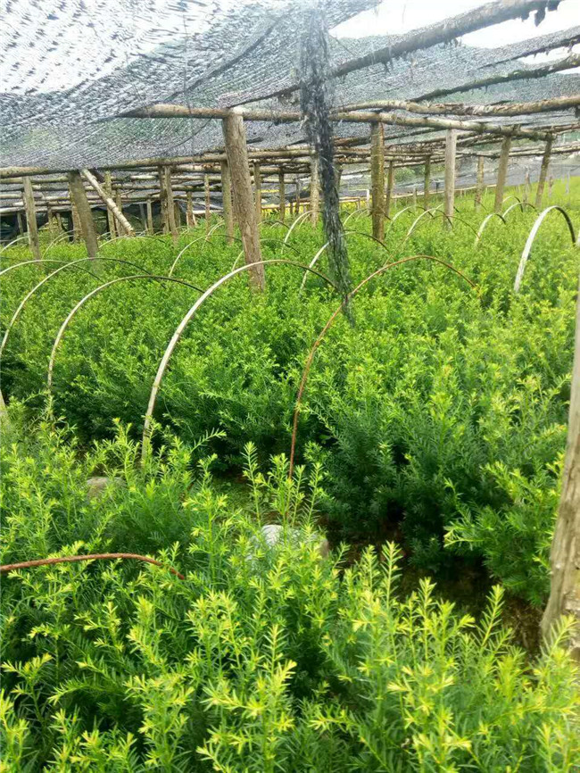 东北红豆杉园艺种植