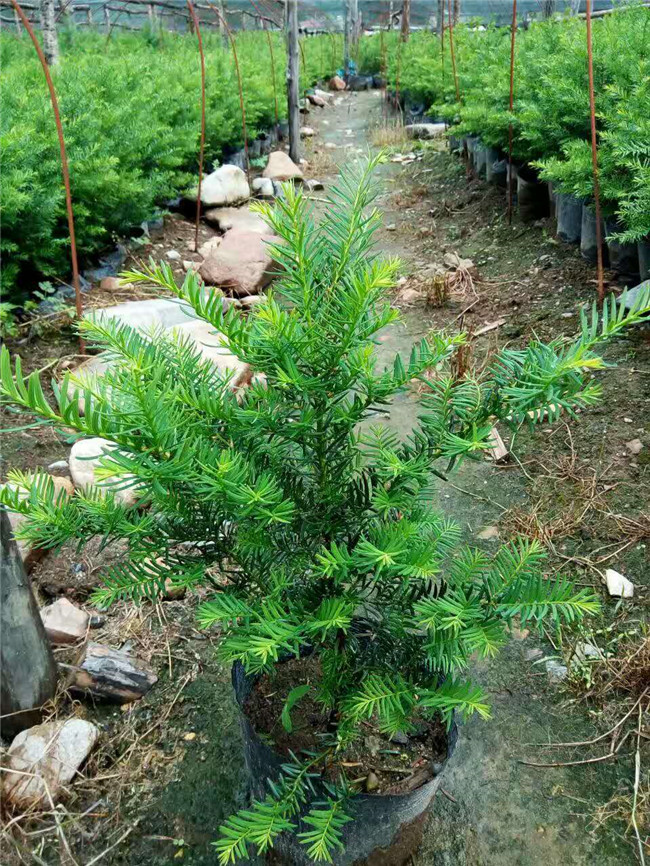 东北红豆杉批发