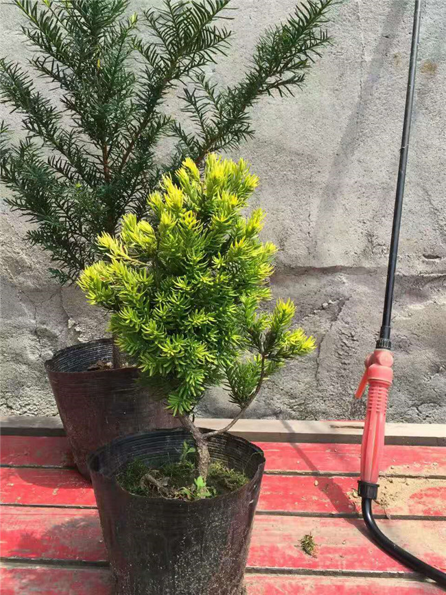 金叶红豆杉批发