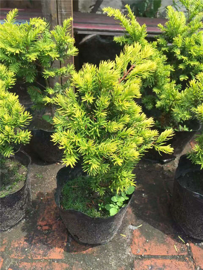 金叶红豆杉园艺种植