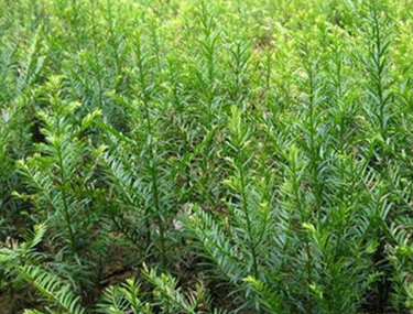 红豆杉树