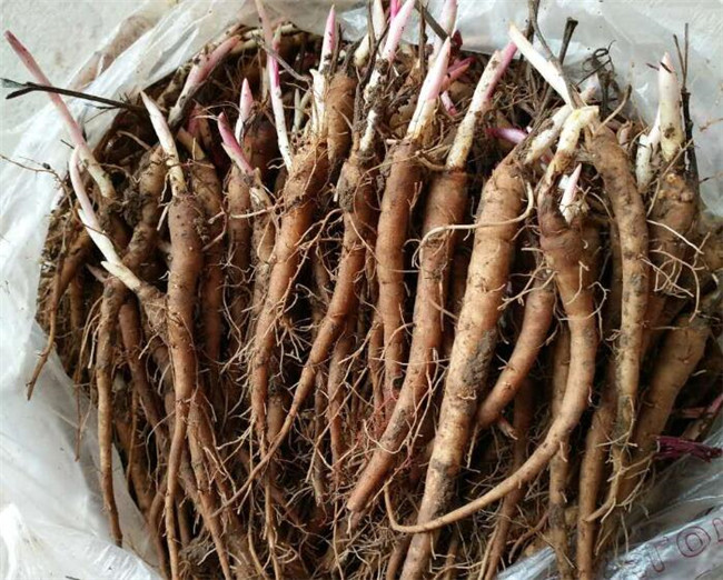 白芍苗苗木基地 白芍苗培育基地