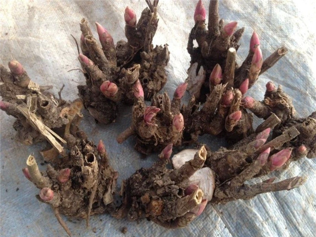 白芍种苗苗木基地 白芍种苗培育基地