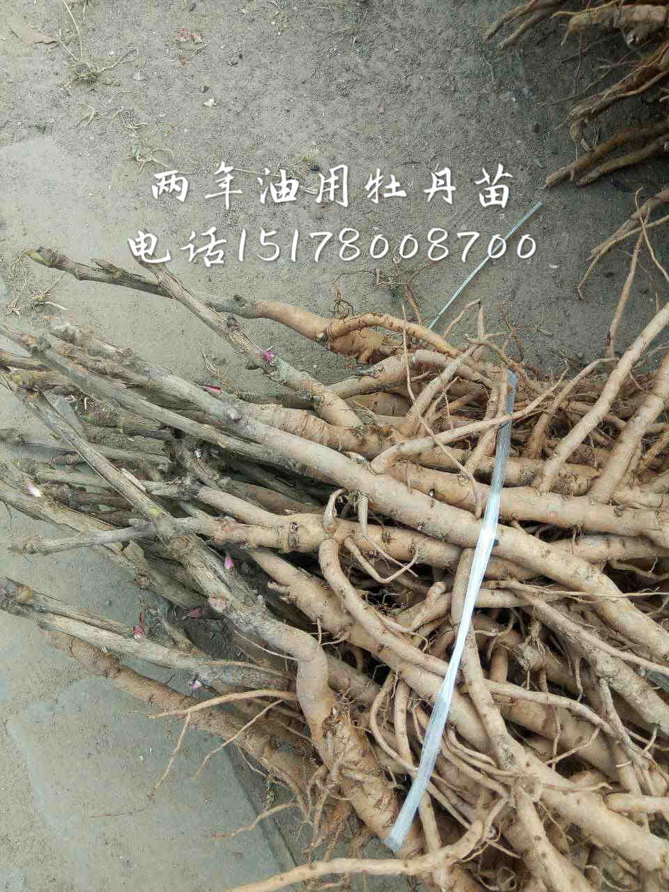 安徽亳州油用牡丹苗培育基地 油用牡丹苗苗木基地