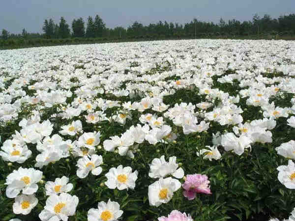 油用牡丹苗培育基地 安徽亳州油用牡丹苗苗木基地