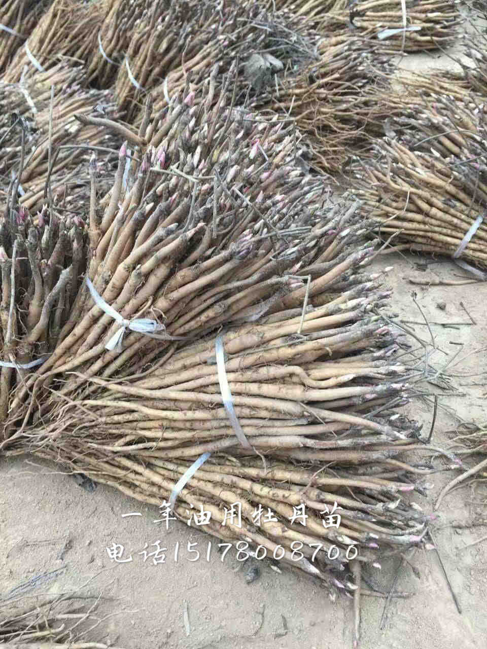 亳州油用牡丹苗培育基地  亳州油用牡丹苗苗木基地