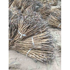 亳州油用牡丹苗培育基地  亳州油用牡丹苗苗木基地