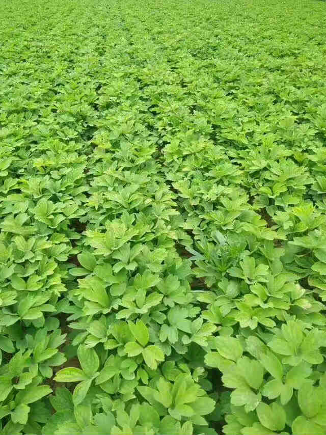 亳州油用牡丹苗种植技术 亳州油用牡丹苗栽培技术