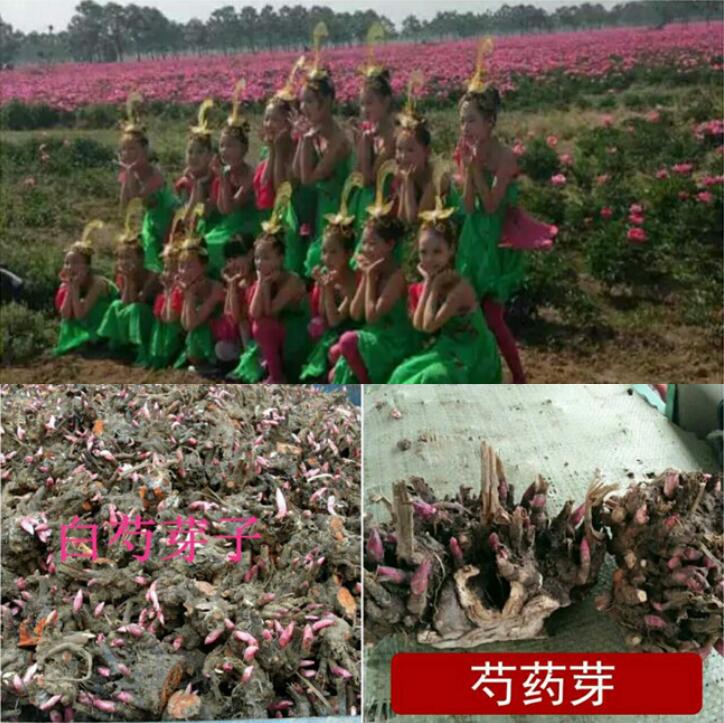 白芍种苗批发商