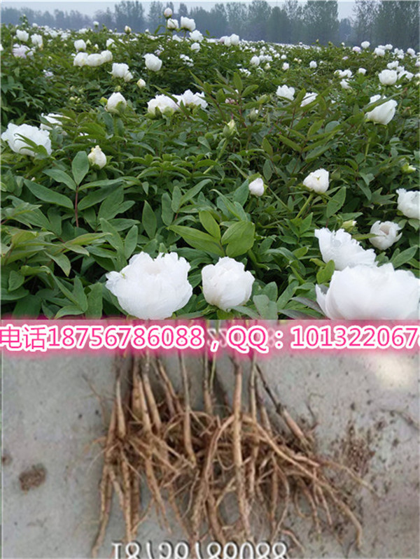 牡丹苗/牡丹种子牡丹种子发芽率99%