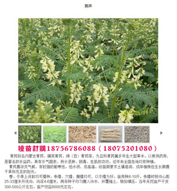 黄芪种子供货电话