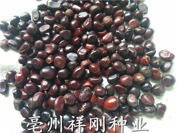 赤芍种子批发电话