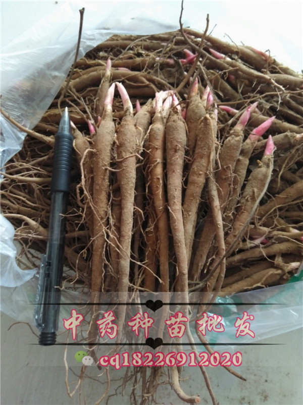 赤芍种苗批发/白芍种苗供货电话