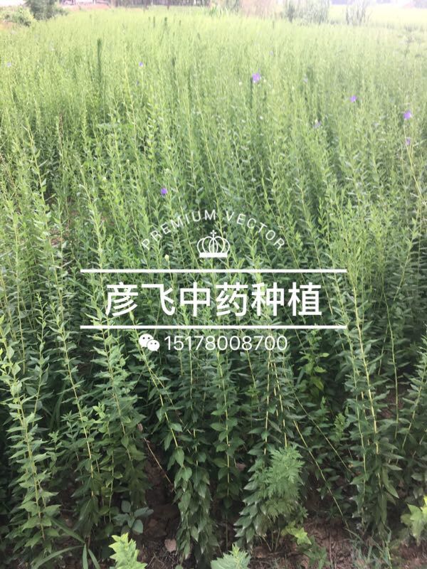安徽亳州优质桔梗苗育苗基地 --彦飞种植专业合作社