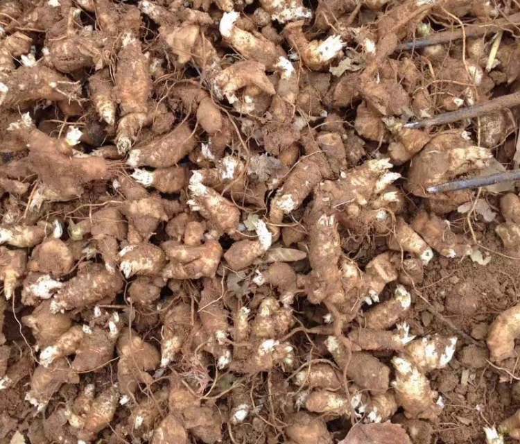 玄参苗 玄参苗价格 玄参苗批发 玄参种植效益