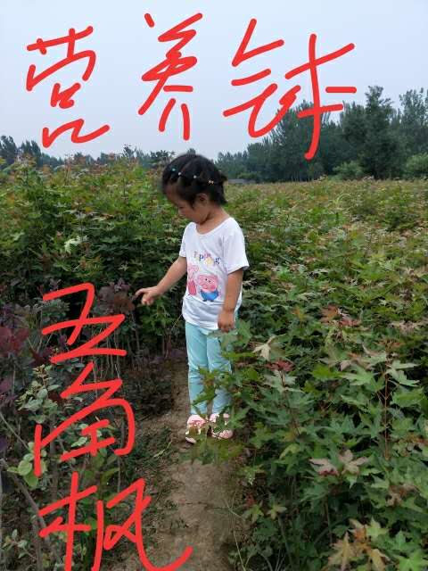 五角枫