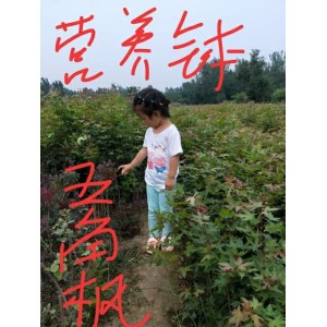 五角枫