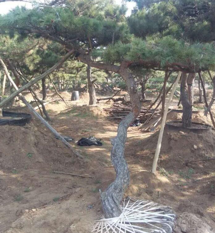 景造型