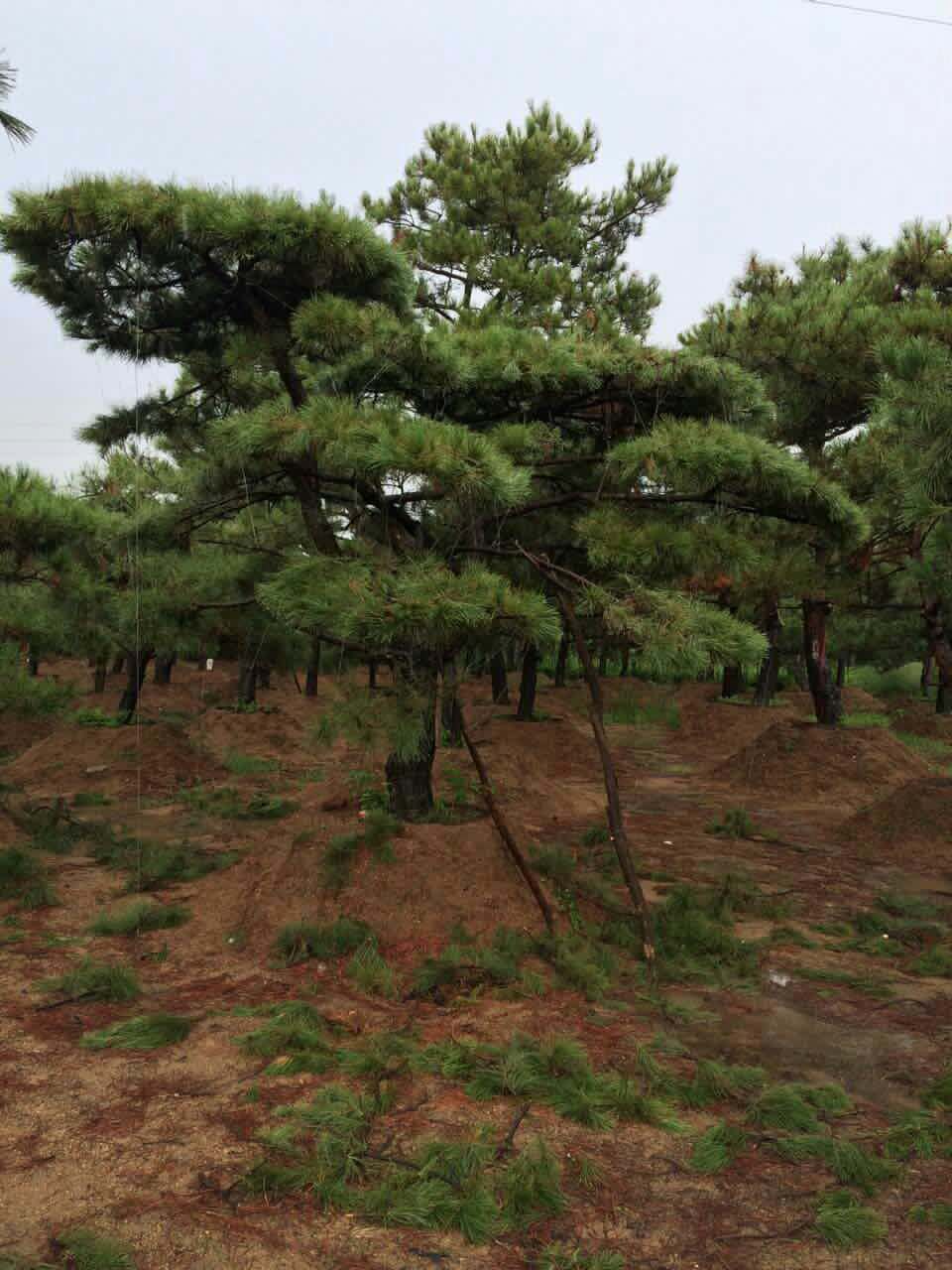 造型油松