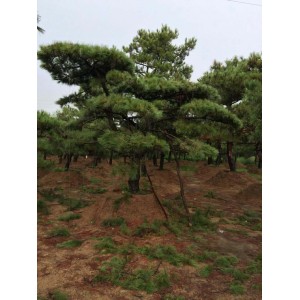 造型油松